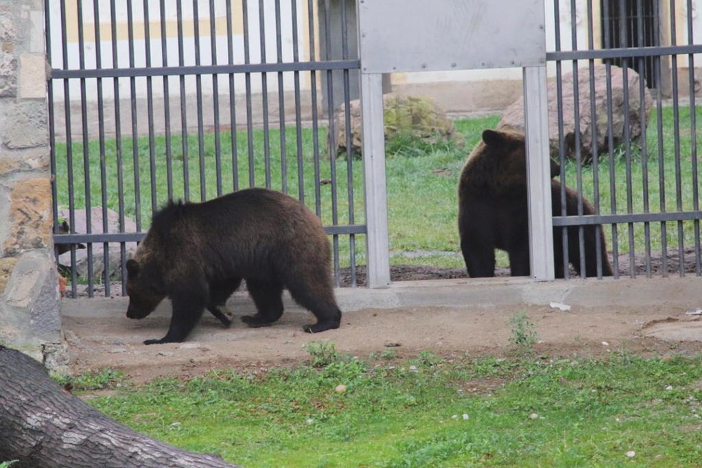 Torgauer Bären übergeben Die drei Torgauer Bären Jette, Bea und Benno haben persönliche Paten erhalten.