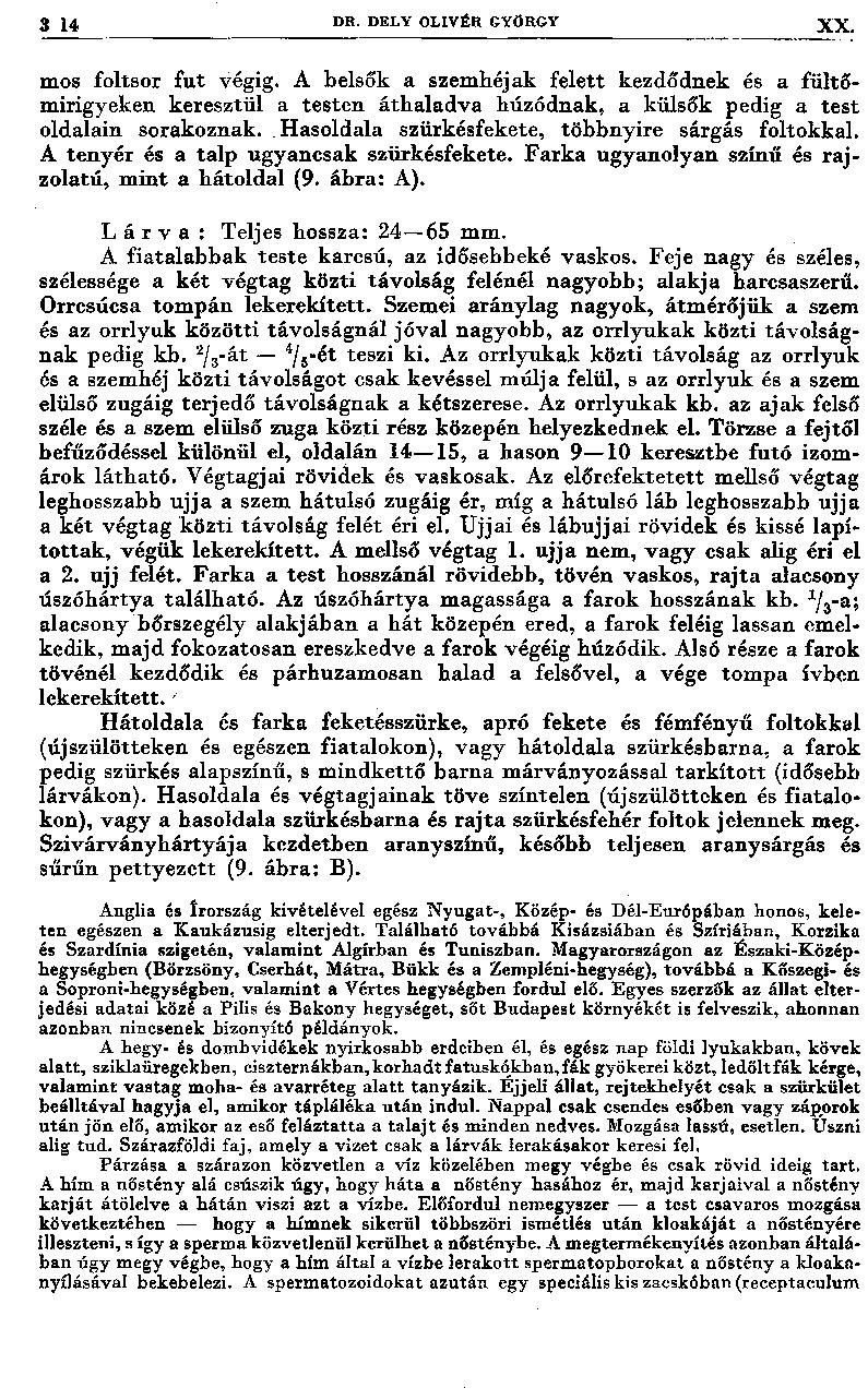 3 14 DR. DELY OLIVÉR GYÖRGY XX. mos foltsor fu t végig. A belsők a szem héjak felett kezdődnek és a fültőmirigyeken keresztül a testen áthaladva húzódnak, a külsők pedig a test oldalain sorakoznak.