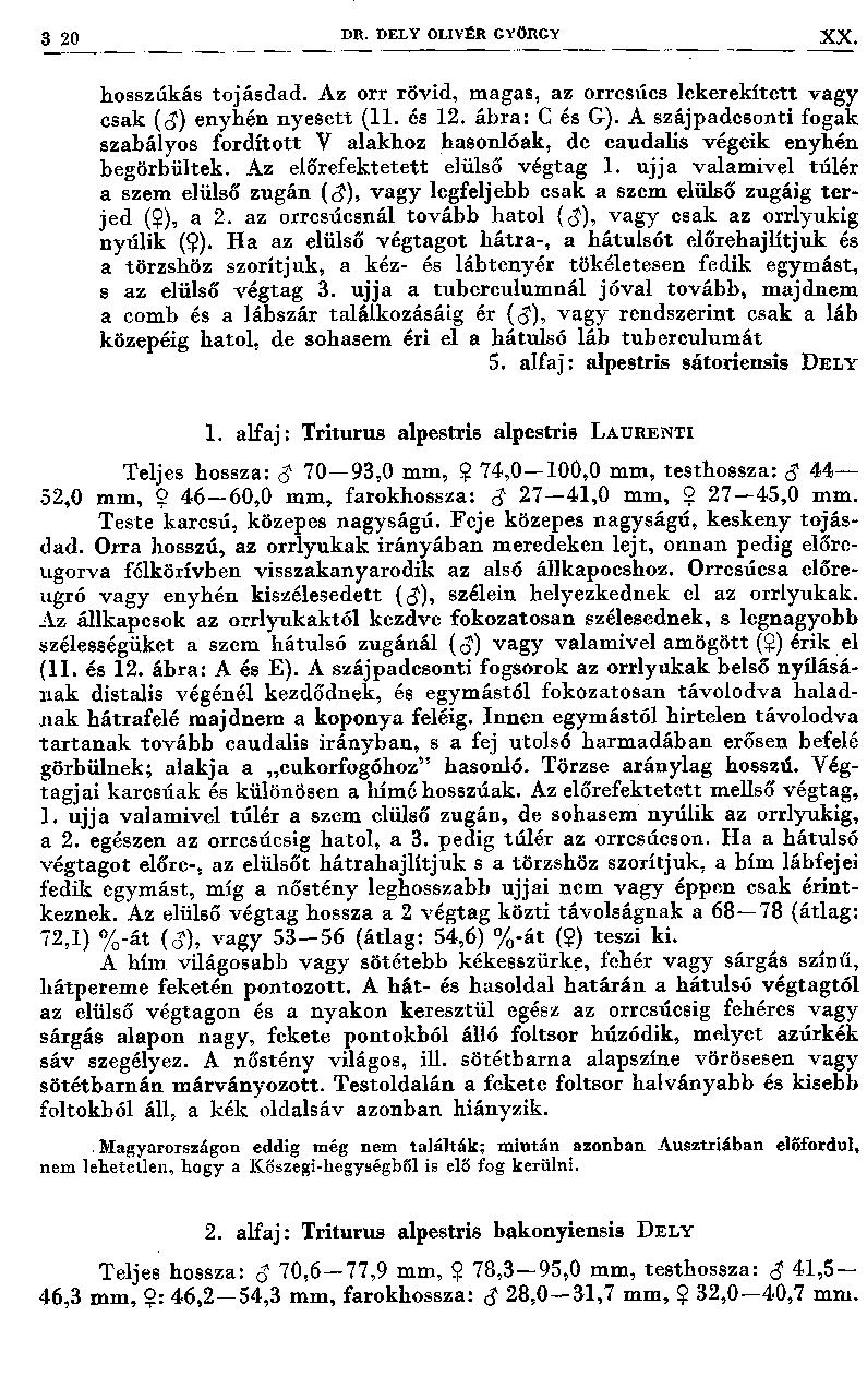 3 20 DR. DELY OLIVÉR GYÖRGY XX. hosszúkás toj ásdad. Az orr rövid, magas, az orrcsúcs lekerekített vagy csak (<J) enyhén nyesett (11. és 12. ábra: C és G).
