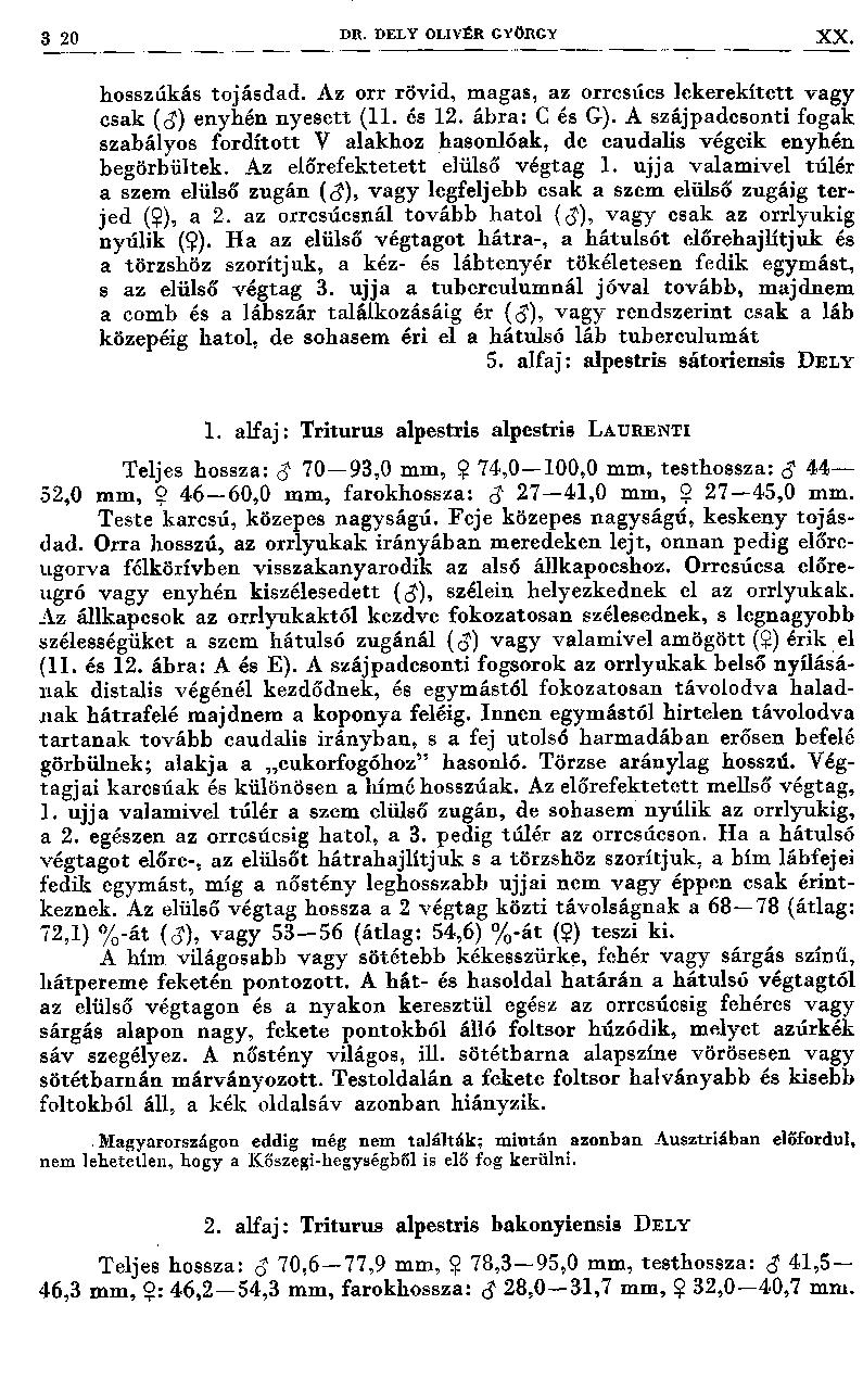 3 20 DR. DELY OLIVÉR GYÖRGY XX. hosszúkás toj ásdad. Az orr rövid, magas, az orrcsúcs lekerekített vagy csak (<J) enyhén nyesett (11. és 12. ábra: C és G).