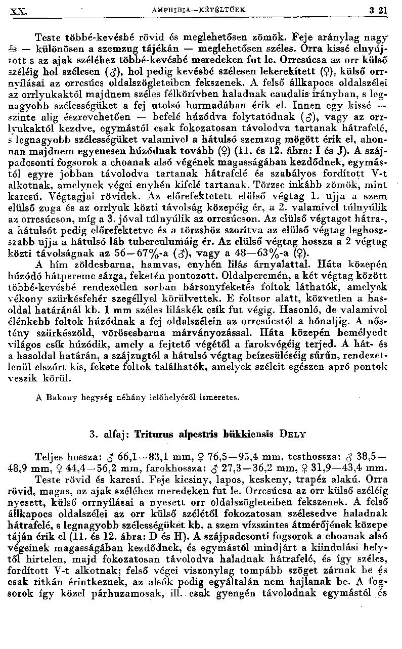 XX. A M Ptl IBI A K ÜT ti LTCE K 3 21 Teste többé-ke vés Lé rövid és meglehetősen zömök. Feje aránylag nagy és különösen a szemzug tá jék á n m eglehetősen széles.