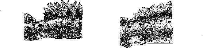 X X AMPHIMA KETÉLTCEK 3 29 57% -a) (<?) vagy 49 54,0% -a (kivételesen 45% -a) (?). Az előrehajlított mellső végtag 4. u jja nem ér el az orrhegyéig (?