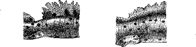 X X AMPHIMA KETÉLTCEK 3 29 57% -a) (<?) vagy 49 54,0% -a (kivételesen 45% -a) (?). Az előrehajlított mellső végtag 4. u jja nem ér el az orrhegyéig (?