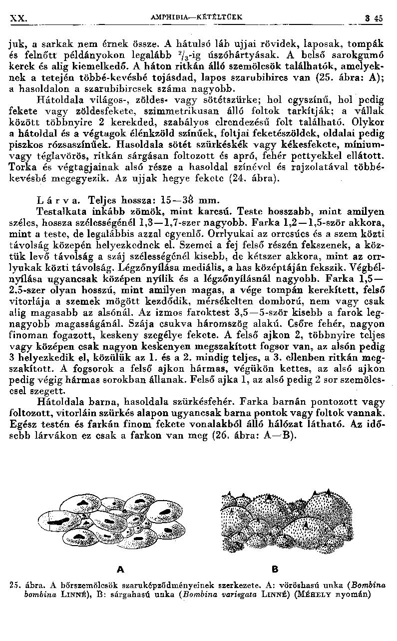 X X. AMPHIBIA- KÉTÉLTŰEK 3 4 5 juk, a sarkak nem érnek össze. A hátulsó láb ujjai rövidek, laposak, tom pák és felnőtt példányokon legalább 2/3-ig úszóhártyásak.