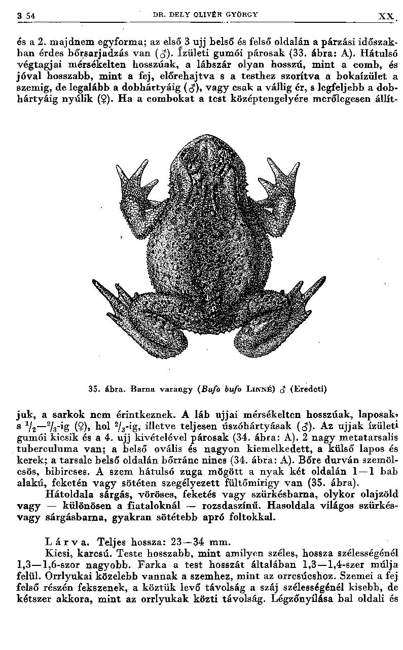 3 54 DR. DELY OLIVÉR GYÖRGY X X és a 2. m ajdnem egyforma; az első 3 ujj belső és felső oldalán a párzási időszakban érdes bőrsarjadzás van ($). Izületi gumói párosak {33. ábra: A).