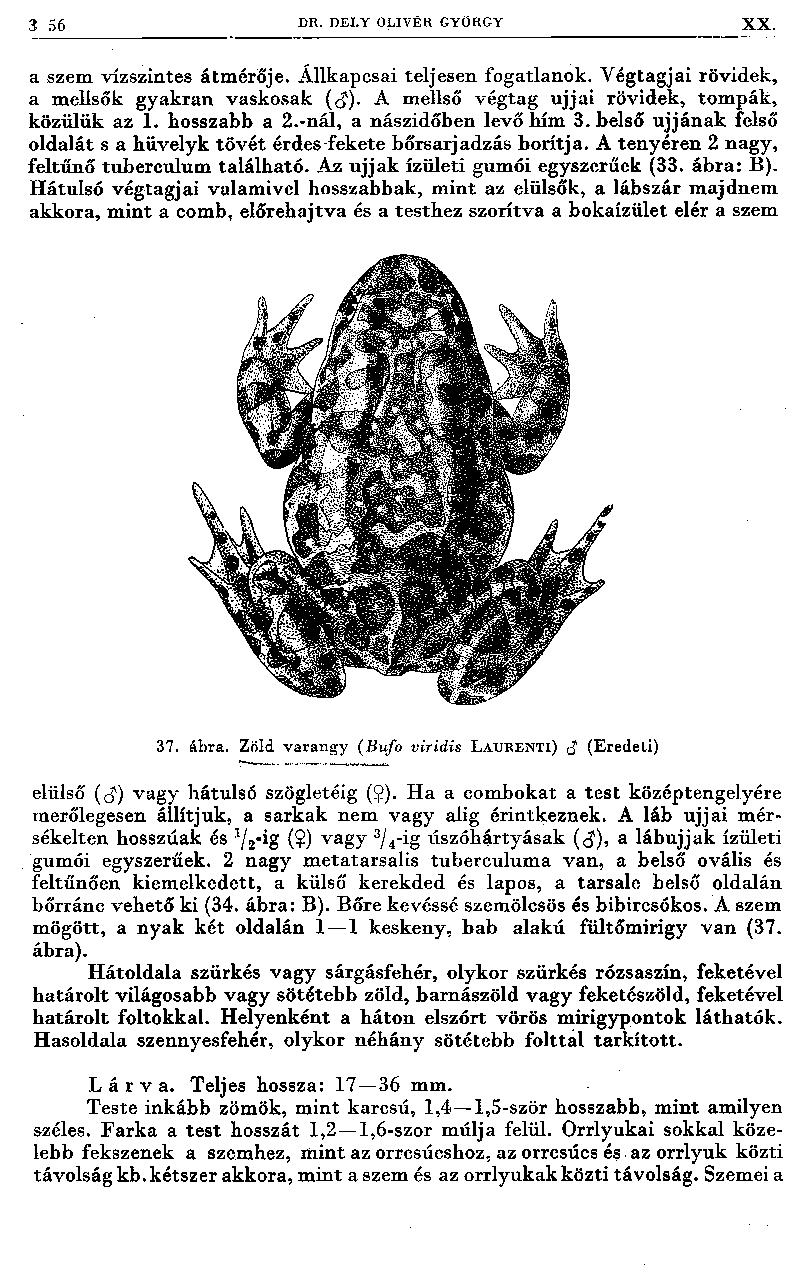 3 56 DR. DEI.Y OLIVÉR GYÜRGY XX. a szem vízszintes átm érője. Állkapcsai teljesen fogatlanok. V égtagjai rövidek, a mellsők gyakran vaskosak (<J). A mellső végtag ujjai rövidek, tom pák, közülük az 1.