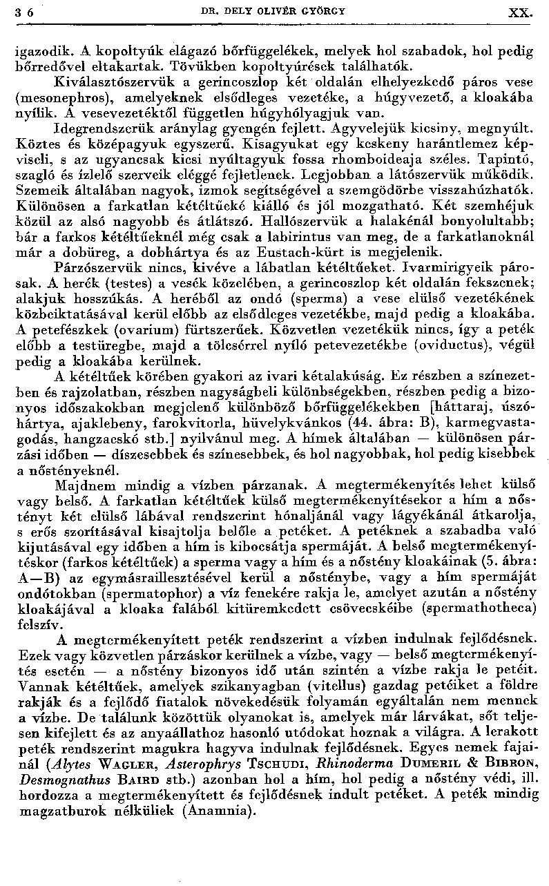 3 6 D R. D ELY O LIV ÉR GYÖRGY XX. igazodik. A kopoltyúk elágazó bőr függelékek, melyek hol szabadok, hol pedig bőrredővel eltakartak. Tövükben kopoltyúrések találhatók.