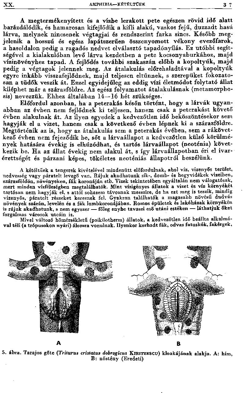 X X. AMPH IBI A K ÉTÉLTCE K 3 7 A m egterm ékenyített és a vízbe lerak o tt pete egészen rövid idő a latt barázdálódik, és ham arosan kifejlődik a kifli alakú, vaskos fejű, duzzadt hasú lárva, m