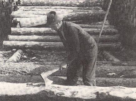 Ágcsonkok és tőterpeszek