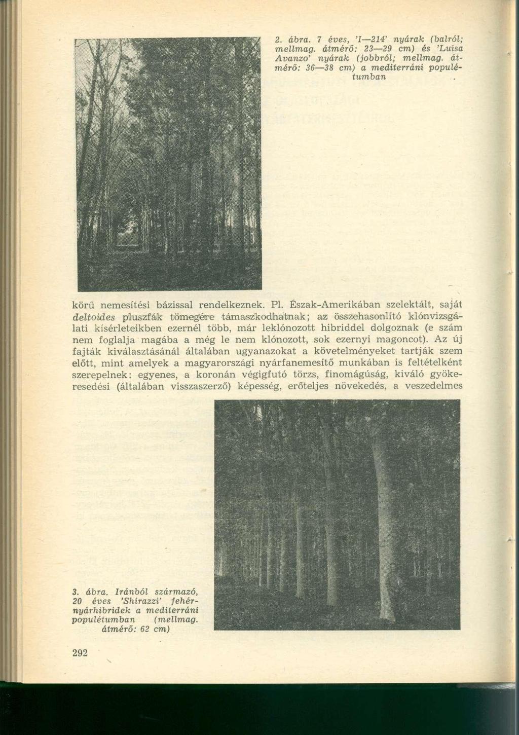 2. ábra. 7 éves, 'I 214' nyarak (balról; mellmag. átmérő: 23 29 cm) és 'Luisa Avanzo' nyarak (jobbról; mellmag. átmérő: 36 38 cm) a mediterráni populétumban körű nemesítési bázissal rendelkeznek. Pl.