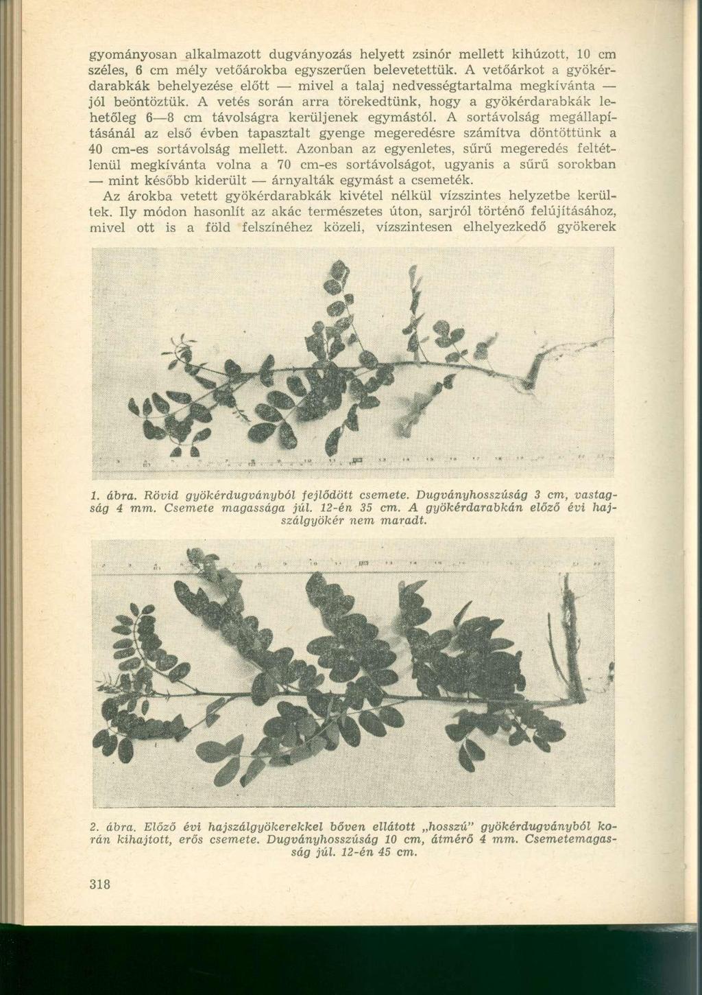gyományosan alkalmazott dugványozás helyett zsinór mellett kihúzott, 10 cm széles, 6 cm mély vetőárokba egyszerűen belevetettük.