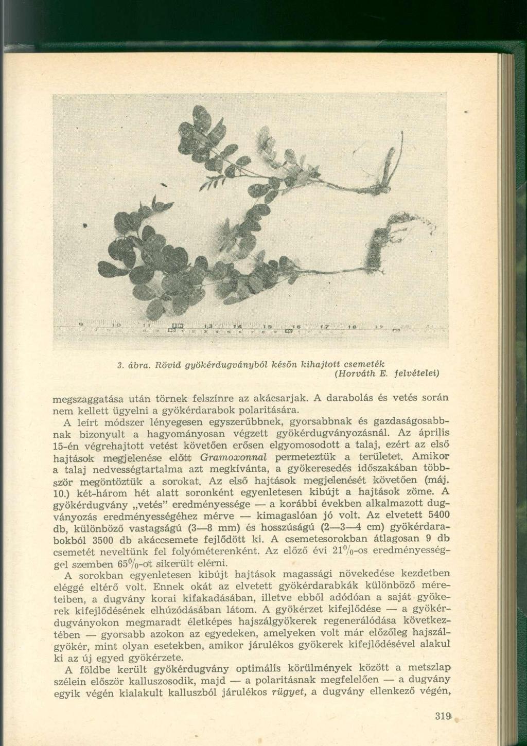 3. ábra. Rövid gyökérdugványból későn kihajtott csemeték (Horváth E. felvételei) megszaggatása után törnek felszínre az akácsarjak.