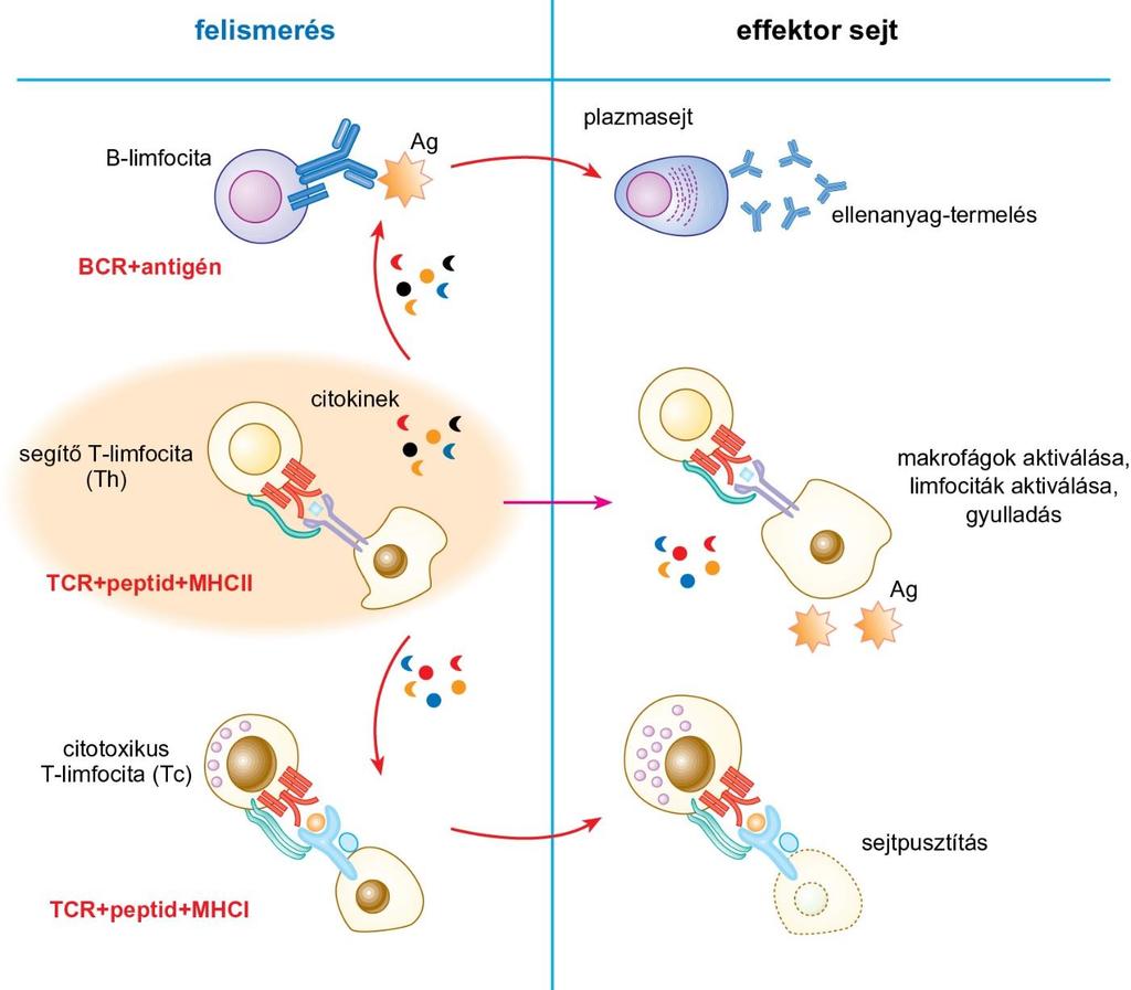A B és a T-limfociták effektor funkciói Az adaptív immunválasz létrejöttében központi szerepet játszanak a segítő T-sejtek (Th), melyek antigénreceptora az MHC-II-peptidkomplexet ismeri fel az APC-n,