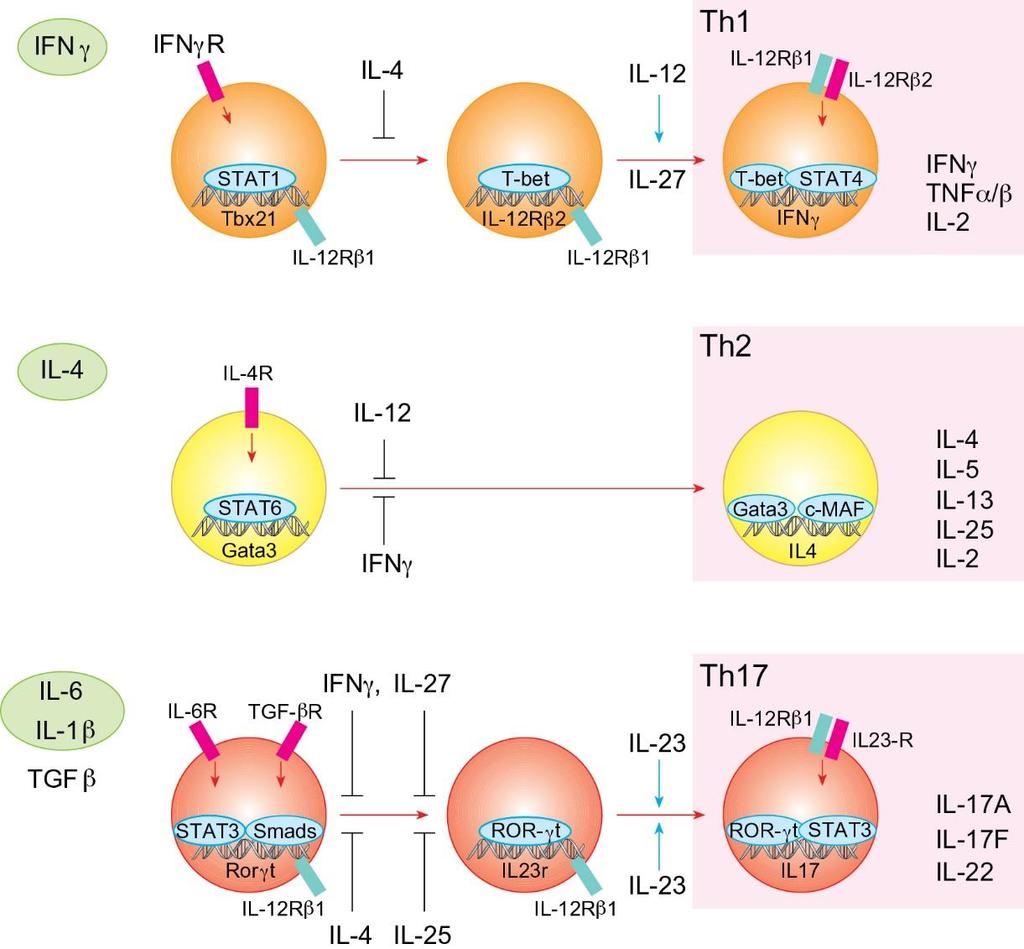 Th1-, Th2- és Th17-limfociták effektor sejtté történő differenciálódása Antigén-specifikus stimuláció hatására az érett, naiv CD4 + T- sejtekből először aktivált Th0-sejtek képződnek, melyek