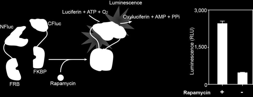 Supplementary Figure S1.