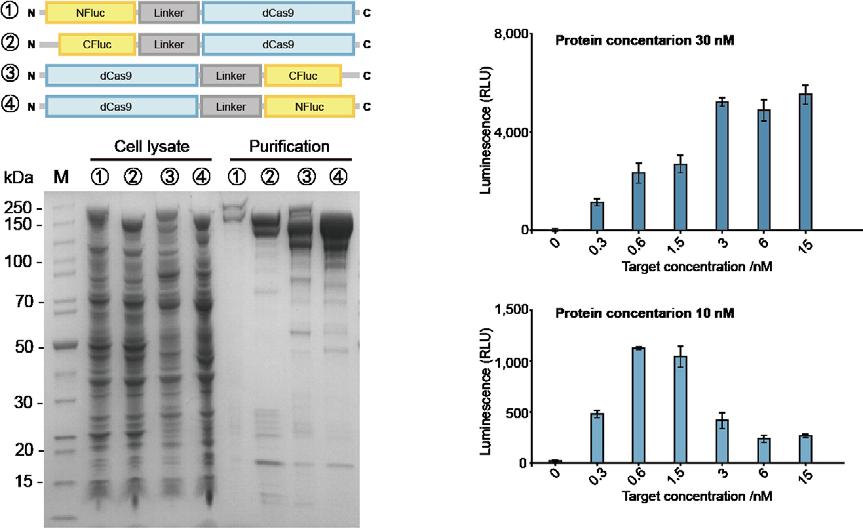 Supplementary Figure S2. Protein purification and characterization.