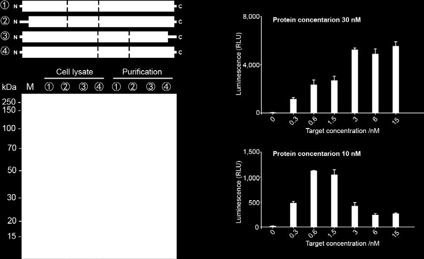 Cell lysate showed the efficiency of 200 μm IPTG induction.