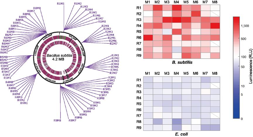 Supplementary Figure S3. Array-based detection of B.