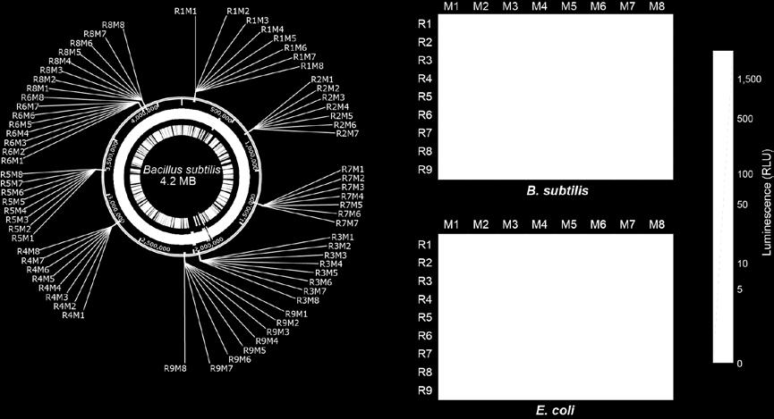 (a) Markers selected from the genome.