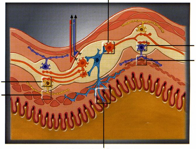 5. ábra A perisztaltikus reflexívben résztvevı neuronok elhelyezkedése a bélfalban (Hansen nyomán 2003). 6. ábra A glutamát tartalmú neuronok elhelyezkedése tengerimalac vékonybélben.