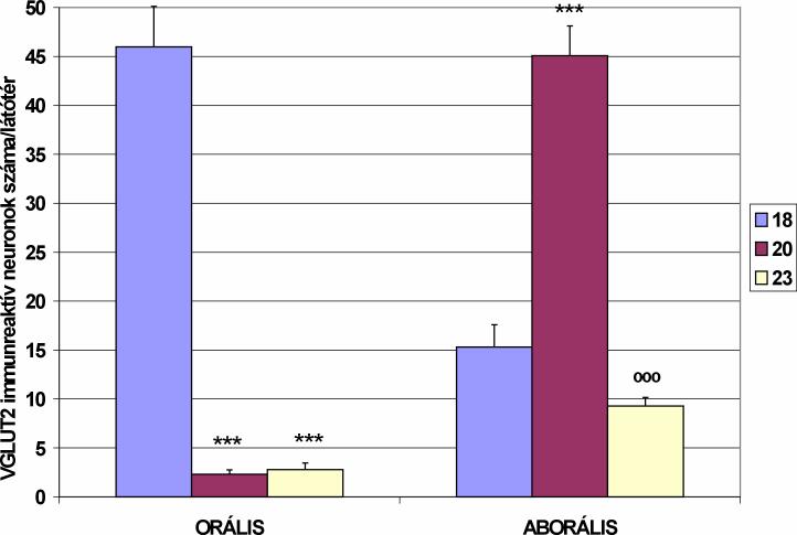 A VGLUT2-IR neuronális sejttestek ganglionon belüli elrendezıdésében nem láttunk sem életkortól, sem bélszakasztól függı különbségeket.