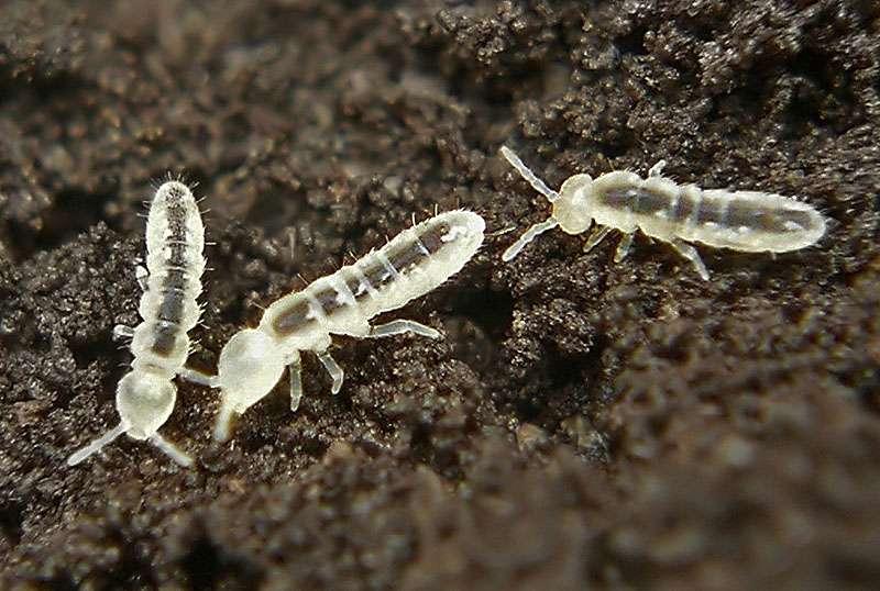 Collembola elkerülési teszt