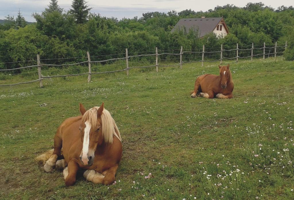 Csak egy-két laikus vette a fáradságot, hogy személyesen tőle kérdezze meg, mi is a helyzet valójában a lóval.