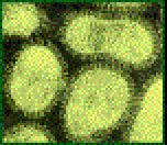 Buros, 100-500 nm Paramyxoviridae család Avulavirus