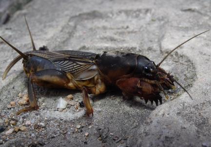 A vizsgálatok során ahol szükséges használjon sztereo- vagy fénymikroszkópot!