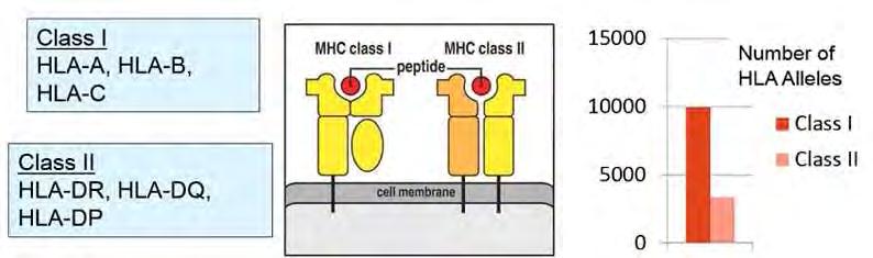 A fő szöveti összeférhetőségi génkomplex (Major Histocompatibility Complex) MHC Szinte minden sejt felszínén jelen van.