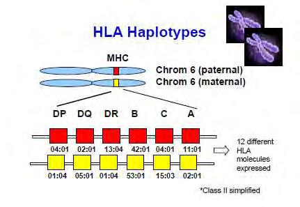 HLA haplotípusok Apai 6. kromoszóma Anyai 6.