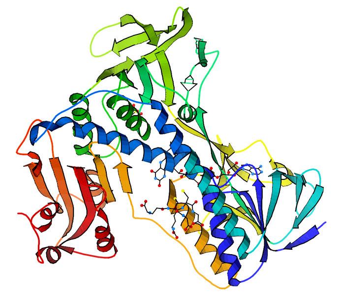 2 2 2 2 Fiziológiás szerep: - Aminosav-transzport a sejtmembránon át -