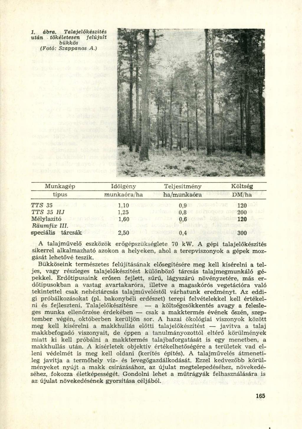 1. ábra. Talajélőkészítés után tökéletesen felújult bükkös (Fotó: Szappanos A.