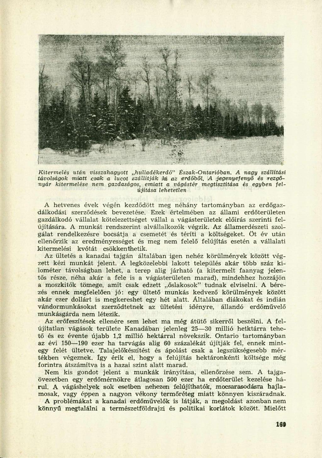 Kitermelés után visszahagyott hulladékerdö" Észak-Ontarióban. A nagy szállítási távolságok miatt csak a lucot szállítják iki az erdőből.