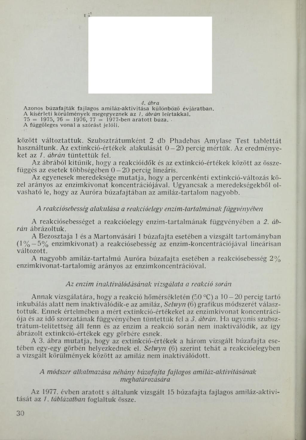 4. ábra Azonos búzafajták fajlagos ami láz-aktivitása különböző évjáratban. A kísérleti körülmények megegyeznek az 7. ábrán leírtakkal. 75 = 1975, 76 = 1976, 77 = 1977-ben aratott búza.