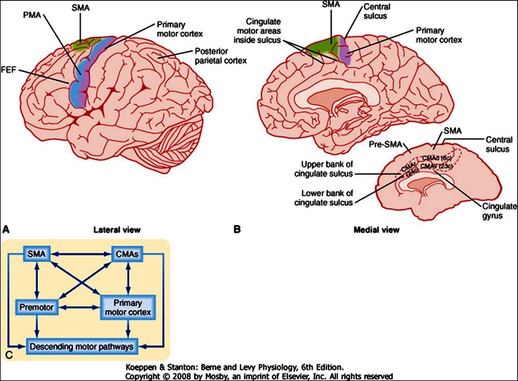 BA = Brodmann area Primer motoros area (BA 4) Praemotoros cortex (PMA, BA 6) Supplementer motoros area (SMA) Cingularis