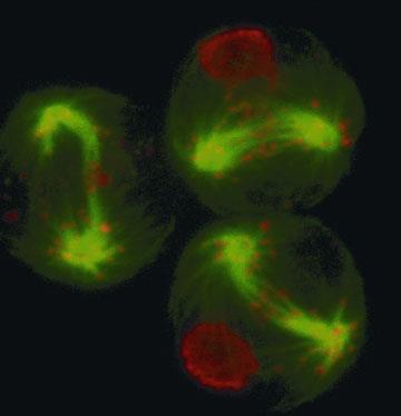 Alternatív sejthalálformák Mitotikus katasztrófa A sejtciklus ellenörző pontjai meghibásodnak (pl.