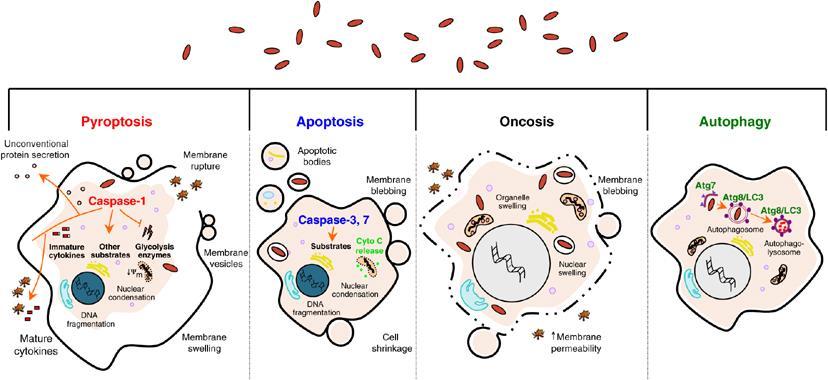 További sejthalálformák Anoikisz - hám és izomsejtek ECM-hoz és/vagy szomszédos sejtekhez való tapadásának