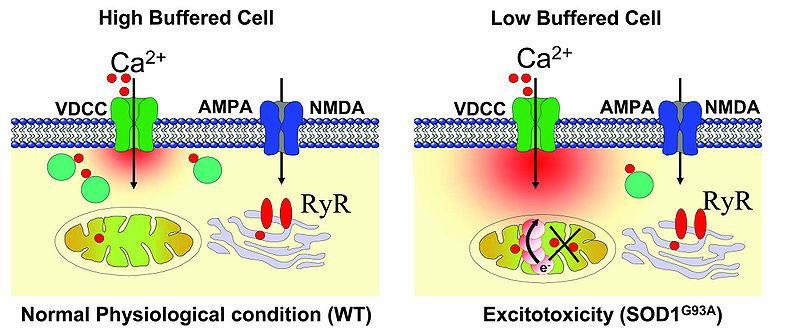 További sejthalálformák Excitotoxicitás A neuronok sejthalál formája, túlzott excitatórikus aminosav típusú (pl.