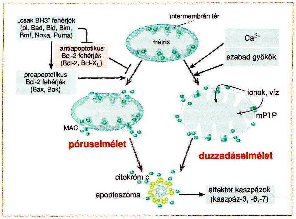 Az apoptózist kiváltó intrinsic útvonalak: a mitokondriumok szerepe A külső mitokondriális membránok permeabilizálódása: 1.