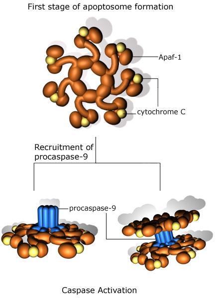 Az apoptózist kiváltó intrinsic útvonalak: a mitokondriumok