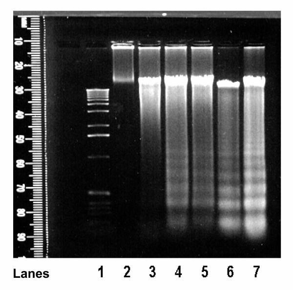 Transferase