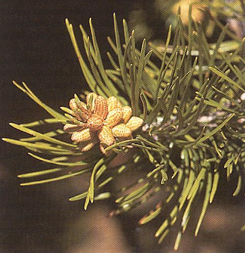 PINOPHYTA