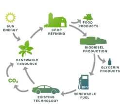 A bioüzemanyagok környezeti hatása a kiválasztott rendszerhatárok függvényében Dr.