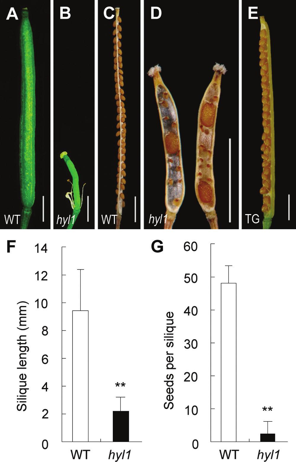 3400 Lian et al. since they restricted the arrival of the pollen on the stigma.