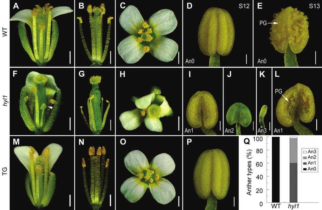 HYL1 in stamen architecture 3401 Fig. 2. Stamen phenotype of hyl1 mutants. (A E) The wild-type. (A) Side view of the opened flower.
