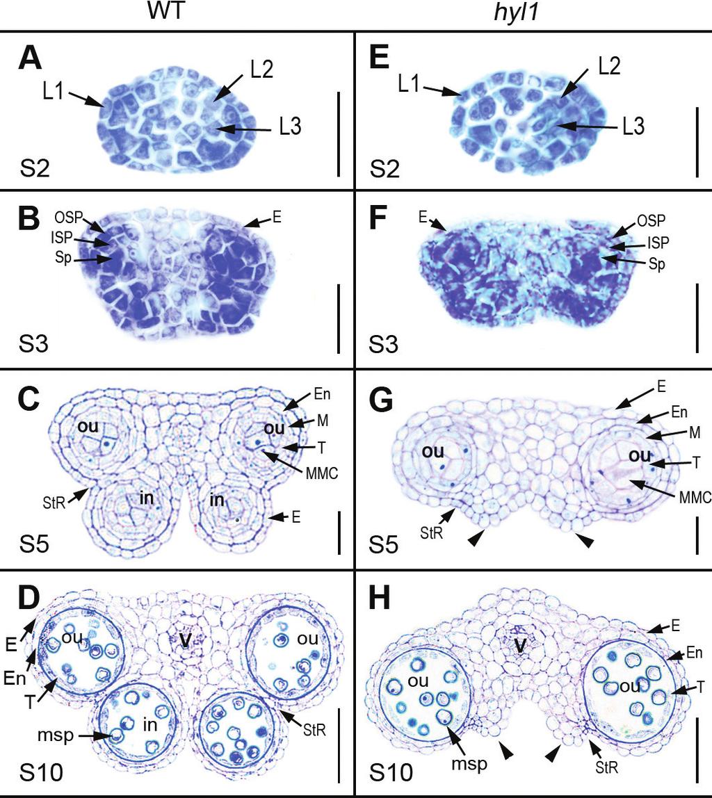 HYL1 in stamen architecture 3403 Fig. 4. The defects in the polarity of stamen primordia and anthers of hyl1 mutants.
