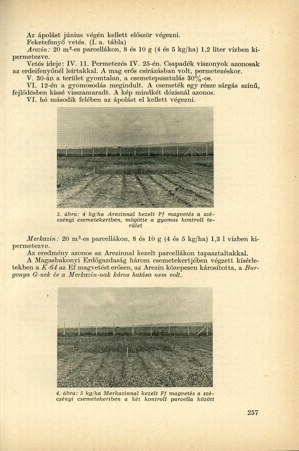 Az ápolást június végén kellett először végezni. Feketefenyő vetés. (I. a. tábla) Arezin: m 2 -es parcellákon, 8 és g (4 és 5 kg/ha) 1,2 liter vízben kipermetezve. Vetés ideje: IV. 11. Permetezés IV.