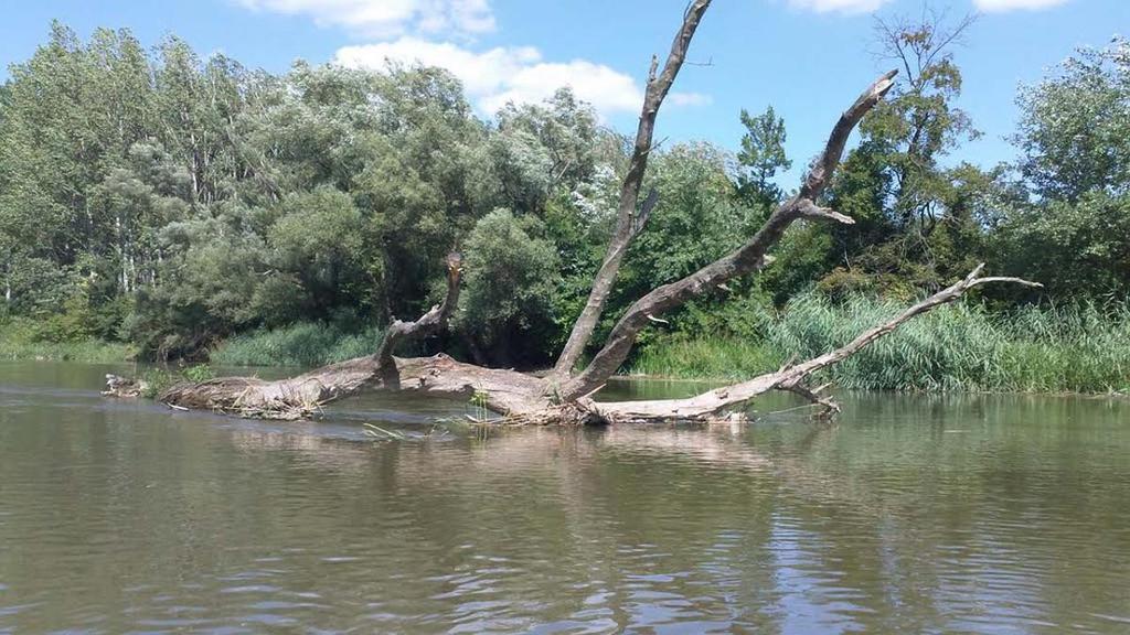 Natura 2000 természetvédelmi területen uszadékfát emeltek ki a Tiszából, azt feldarabolták és elszállították.
