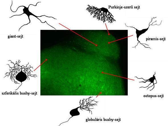 neuronjai, azaz axonjaik elhagyják a nucleus cochlearist, és a hallópálya magasabb rendő központjaihoz tartanak; a nucleus cochlearis interneuronjai pedig a magon belüli hálózatok kialakításában